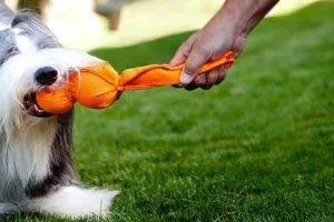 Dogipediya - Totul despre câini - stiri, articole, imagini (cunosc viitorii proprietari) Dogipediya - Totul despre câini - știri, articole, fotografii