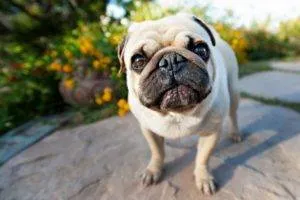 Dogipediya - Totul despre câini - stiri, articole, imagini (proprietari Continue reading) Dogipediya - Totul despre câini - știri, articole, fotografii