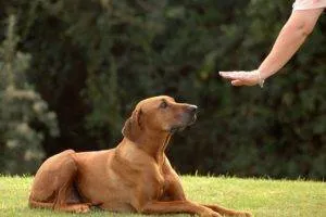 Dogipediya - Totul despre câini - stiri, articole, imagini (cunosc viitorii proprietari) Dogipediya - Totul despre câini - știri, articole, fotografii