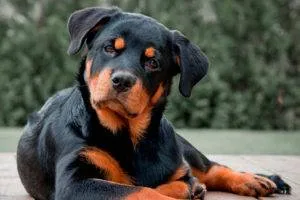 Dogipediya - Totul despre câini - stiri, articole, imagini (cunosc viitorii proprietari) Dogipediya - Totul despre câini - știri, articole, fotografii