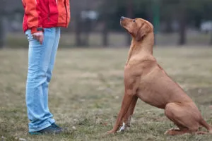 Dogipediya - Totul despre câini - stiri, articole, imagini (proprietari Continue reading) Dogipediya - Totul despre câini - știri, articole, fotografii