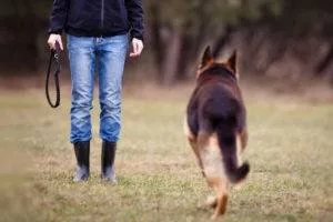 Dogipediya - Totul despre câini - stiri, articole, imagini (cunosc viitorii proprietari) Dogipediya - Totul despre câini - știri, articole, fotografii