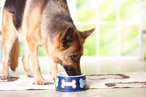 Dogipediya - Totul despre câini - stiri, articole, imagini (cunosc viitorii proprietari) Dogipediya - Totul despre câini - știri, articole, fotografii