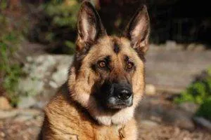 Dogipediya - Totul despre câini - stiri, articole, imagini (proprietari Continue reading) Dogipediya - Totul despre câini - știri, articole, fotografii