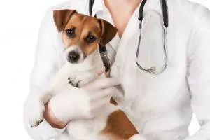 Dogipediya - Totul despre câini - stiri, articole, imagini (proprietari Continue reading) Dogipediya - Totul despre câini - știri, articole, fotografii
