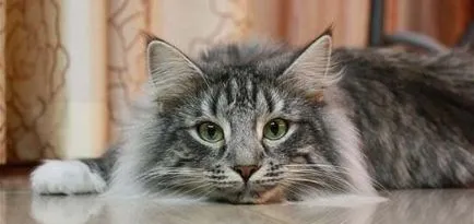 Pisica longhaired rase lista cu fotografii, toaletare - murkote despre pisici și pisici (de îngrijire) Pisica longhaired rase lista cu fotografii, toaletare - murkote despre pisici și pisici