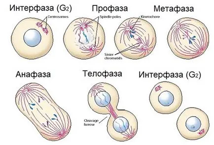 Diviziunea celulară - studopediya