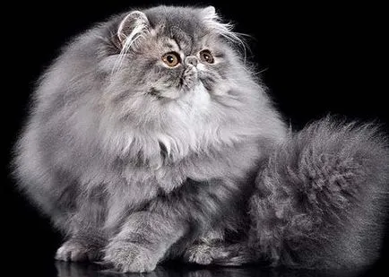 Pisica longhaired rase lista cu fotografii, toaletare - murkote despre pisici și pisici (de îngrijire) Pisica longhaired rase lista cu fotografii, toaletare - murkote despre pisici și pisici