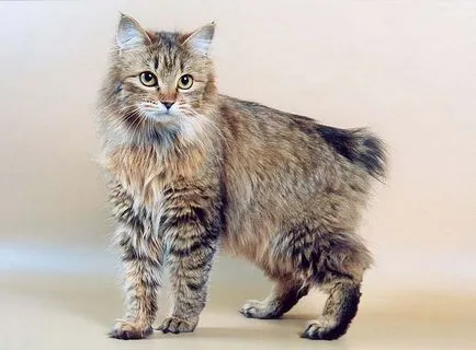 Pisica longhaired rase lista cu fotografii, toaletare - murkote despre pisici și pisici (cu părul lung) Pisica longhaired rase lista cu fotografii, toaletare - murkote despre pisici și pisici