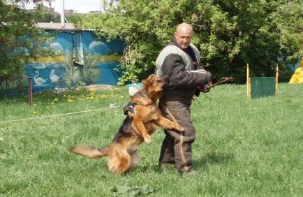 câine de formare cum să învețe echipele de acasă, ce secrete, preda corcitură cum ar fi (câini) câine de formare cum să învețe echipele de acasă, ce secrete, preda potaie ca