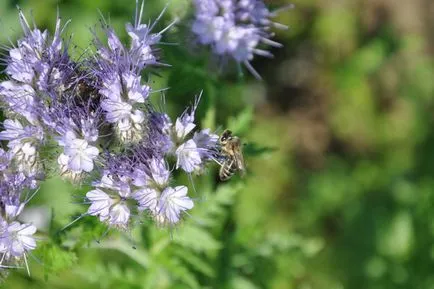 Phacelia ca scroafă întelegatoare convietuire când și cum să se aplice (Phacelia) Phacelia ca îngrășământ verde când să planteze și cum să se aplice