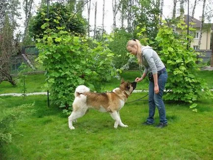 câine de formare cum să învețe echipele de acasă, ce secrete, preda ca Pooch (formare) câine de formare cum să învețe echipele de acasă, ce secrete, preda potaie ca