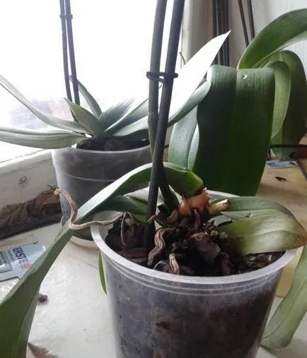 Phalaenopsis - galben și usca frunze