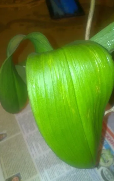 Phalaenopsis - galben și usca frunze