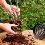 Cum de a planta o orhidee într-o oală la domiciliu