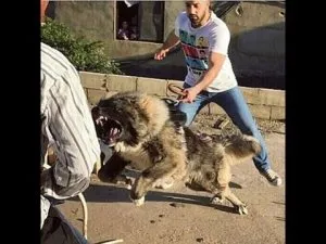 Cum de a ajuta un caine cu hodorogit în stomac, lumea de pisici și câini