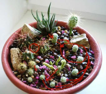 Cum de a planta un cactus fără rădăcini în oală și cum să se pregătească semințele încolțesc