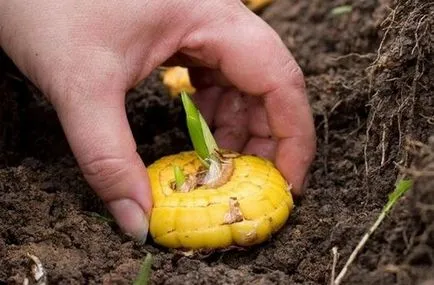 Cum de a planta bulbi de gladiole în primăvară - sfaturi și trucuri (în primăvară) Cum de a planta bulbi de gladiole în primăvară - sfaturi și trucuri