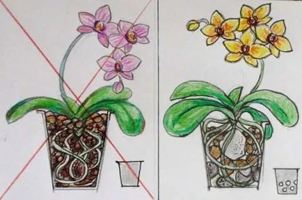 Cum de a planta o orhidee într-o oală (pentru îngrijirea orhidee) Cum de a planta o orhidee într-o oală