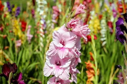 Cum de a planta bulbi de gladiole în primăvară - sfaturi și trucuri (la gladiole de plante în primăvară) Cum de a planta bulbi de gladiole în primăvară - sfaturi și trucuri