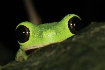 Ca broaște cântând - zooterritoriya