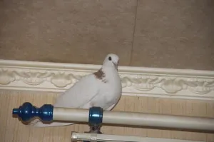 Porumbelul a zburat pe fereastră, un semn că știu mai bine!