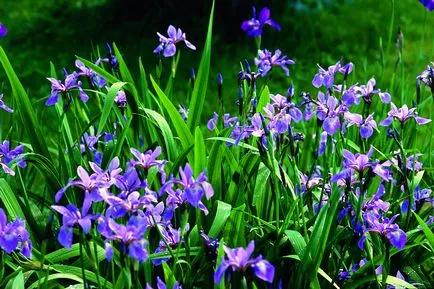 Istoria iris