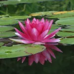 Care sunt lac, răspunsurile la întrebări (Lake) Care sunt lac, răspunsurile la întrebările