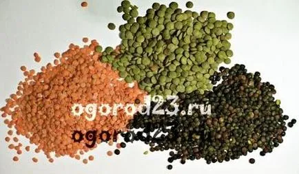 Cum de a găti linte - sfaturi cu privire la gătit (gătit) Cum de a găti linte - Sfaturi pentru gătit