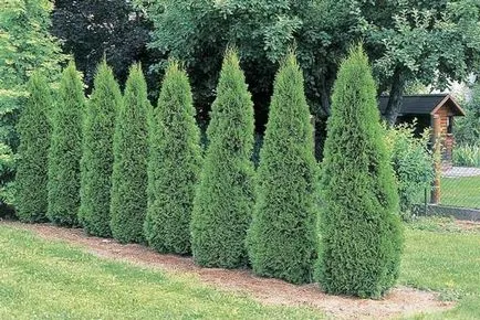 Cum și când să planteze tuia, cottagers