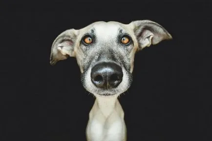 câini fotografiind