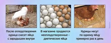 Ca un pui depune ouă, ouăle de găină proces care poartă de la „a“ la „z“ (proces) Ca un pui depune ouă, ouăle de găină proces care poartă de la „a“ la „z“