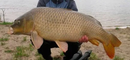 Cum de a prinde aborda un pește mare, momeală și momeli, echipamente de pescuit (unelte) Cum de a prinde aborda un pește mare, momeală și momeli, echipamente de pescuit