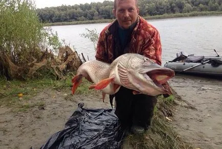Cum de a prinde un pește foarte mare, un maestru fisher (Big Joc de pescuit) Cum de a prinde un pește foarte mare, de Master Fisher
