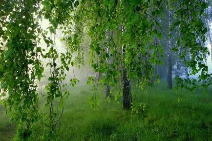 Cum să scrie un eseu pe tema naturii din Rusia (compoziție) Cum de a scrie un eseu despre natura rus