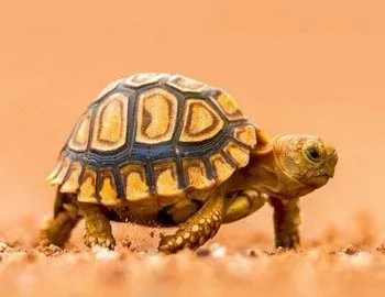 Cum pentru a numi numele broască țestoasă pentru o fată și un băiat
