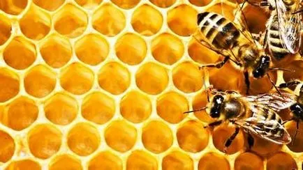 Cum de a identifica miere reală - prin încercare și semne de fals (cum să identifice miere reală GOST 19792 în 2001 pentru a distinge naturale) Cum de a identifica miere reală - prin încercare și semne de falsificare
