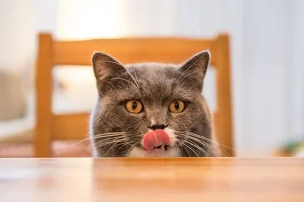 Ce produse alimentare în conformitate cu cele mai bune medicilor veterinari pentru pisici (medici veterinari) Ce produse alimentare în conformitate cu cele mai bune medicilor veterinari pentru pisici