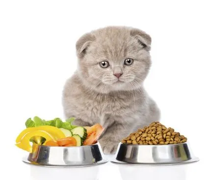 Ce produse alimentare în conformitate cu cele mai bune medicilor veterinari pentru pisici (aviz) Ce produse alimentare în conformitate cu cele mai bune medicilor veterinari pentru pisici