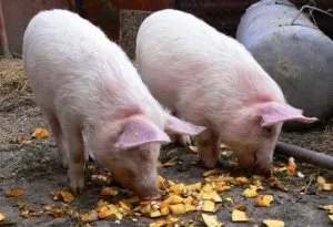 Cum să se hrănească porcii cel mai bun sfat nutriționistul