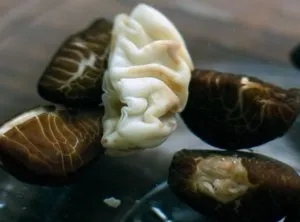 Cum de a trata volbură, baze de producție de flori
