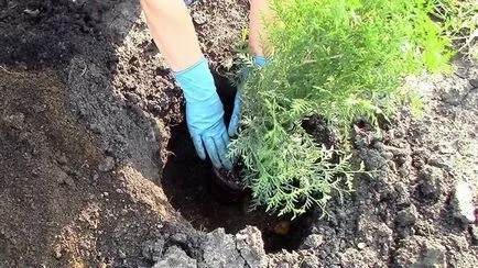 Cum să planteze tuia