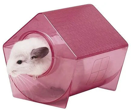 Cum de a dota casa pentru Chinchilla (sinsila) Cum de a dota o casa este potrivit pentru chinchilla