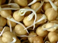 Ca boabe germinate 1