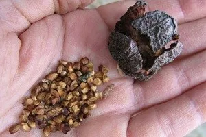 Cum să crească de-a cincea semințe în casă (dreapta) Cum să crească o a cincea semințe de la domiciliu