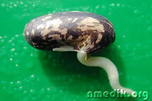 Cum să germineze cereale