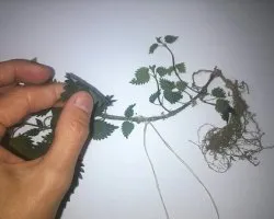Cum sa faci un ierbar cu mâinile lor în școală, foto, video