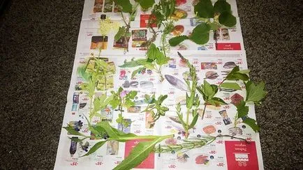 Cum sa faci un ierbar cu mâinile lor în școală, foto, video