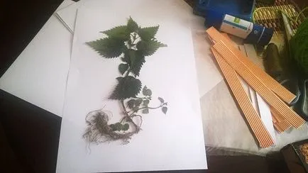 Cum sa faci un ierbar cu mâinile lor în școală, foto, video