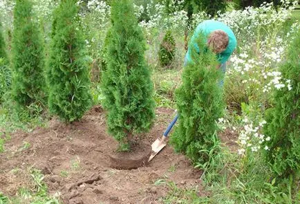 Cum de a planta arborvitae în timpul verii - tehnologia de drept și subtilitățile de îngrijire (de plantare) Cum de a planta arborvitae în timpul verii - tehnologia de drept și subtilitățile de îngrijire